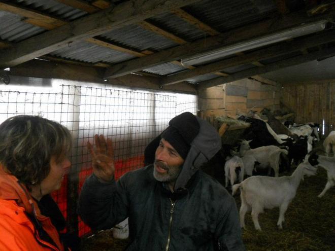 Capre sbranate dai lupi alle Sode di Vernio 