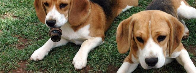 Incontro piombinese per beagle