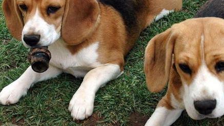 Incontro piombinese per beagle