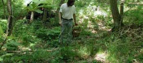 Multati perché raccoglievano i funghi senza il permesso 