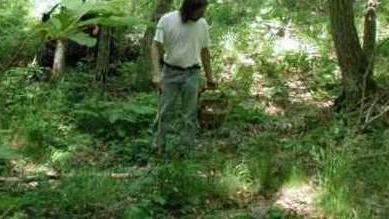 Multati perché raccoglievano i funghi senza il permesso