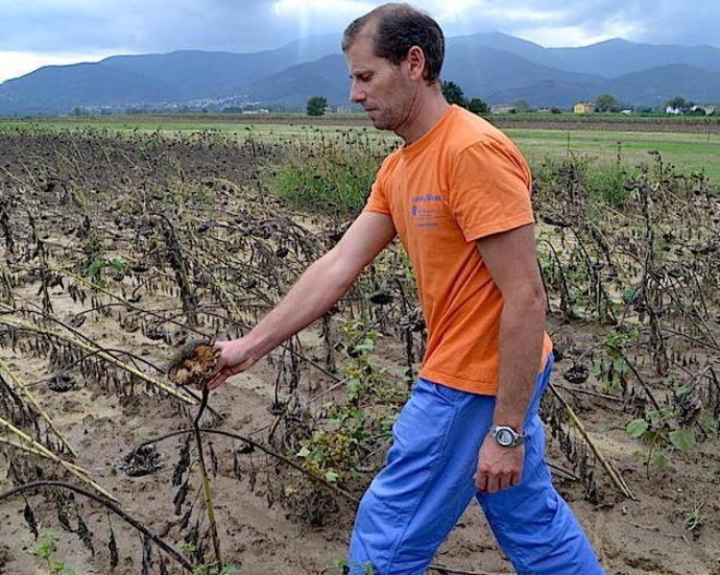 Stormi di piccioni devastano le coltivazioni di mais e girasole 