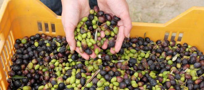 Neri (Montalbano): «La siccità gioverà alla qualità dell’olio» 