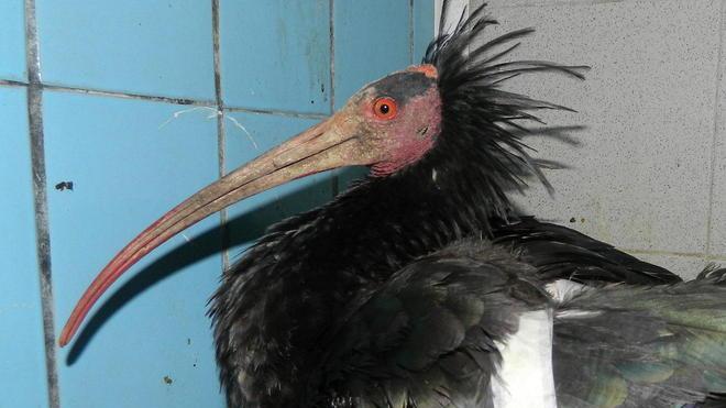 Raro esemplare di ibis ferito da una fucilata