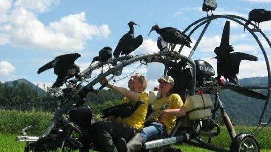 Caccia illegale, altri due rari ibis impallinati