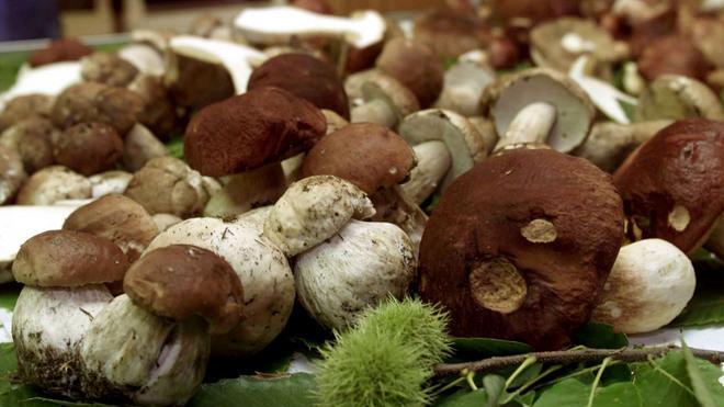 Cade in un fiume mentre cerca funghi: ritrovato dopo un’ora