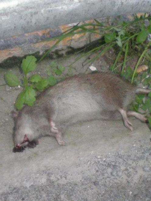 Via Roma, topi per strada 