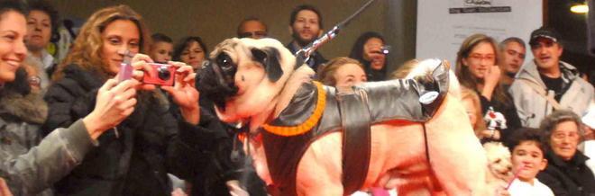 Tanti cani in passerella