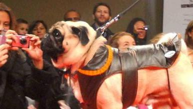 Tanti cani in passerella