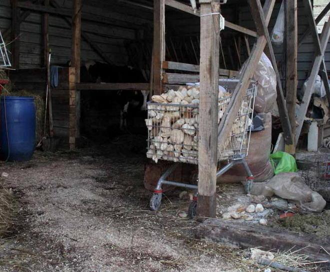 Furti di carne e di gasolio La rabbia di via Marinelle 