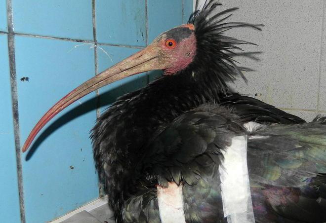 Tre ibis colpiti in due giorni