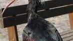 Ucciso Goja e il progetto ibis è ora a rischio