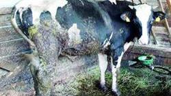 Furti di carne e di gasolio, la rabbia di Alteta