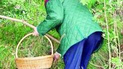 Cercatori di funghi ora arriva la proposta del numero chiuso