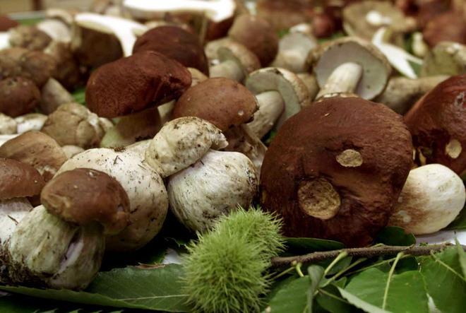 Per funghi col papà Giovane nel fiume, ripescato in extremis