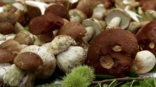 Per funghi col papà Giovane nel fiume, ripescato in extremis
