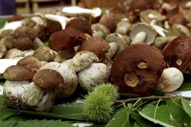 Funghi sì, ma sicuri Ecco gli sportelli dell’Asl 