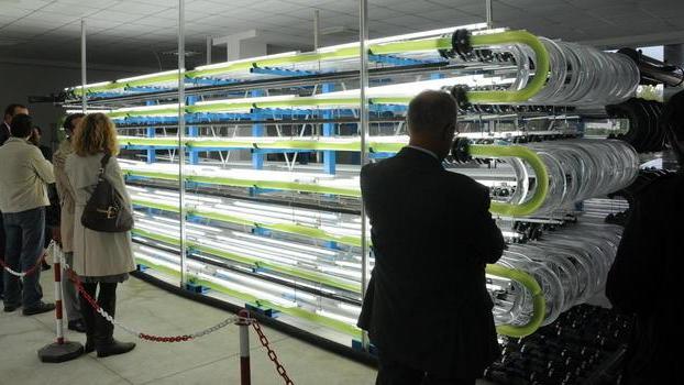 L’energia elettrica arriva dalle alghe