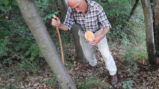 Già 14 gli intossicati dopo aver ingerito funghi