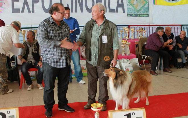 Cinofili, il collie Roy vince ancora È campione di bellezza a Roma