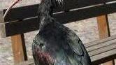 Bracconiere lucchese smascherato dal rilevatore satellitare degli ibis