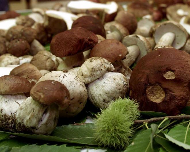 Cercatore di funghi cade nel dirupo e si spezza una gamba 