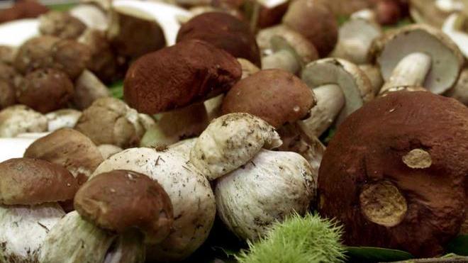 Cercatore di funghi cade nel dirupo e si spezza una gamba