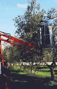 Raccolta meccanica delle olive 