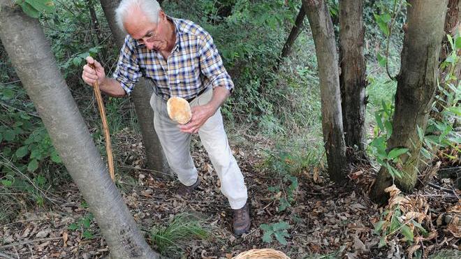 Funghi, numero chiuso e tariffe come in Emilia