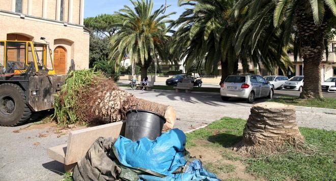 Palme, via agli abbattimenti 