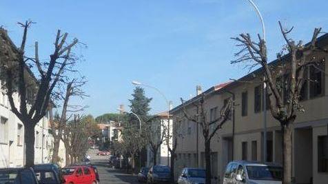 Potati i lecci anche in via Pegolotti