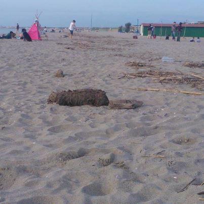 Carcassa di cane tra i bagnanti, nessuno avverte 