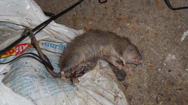 Topo morto nella confezione cinese