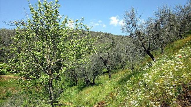 Alla scoperta degli antichi profumi