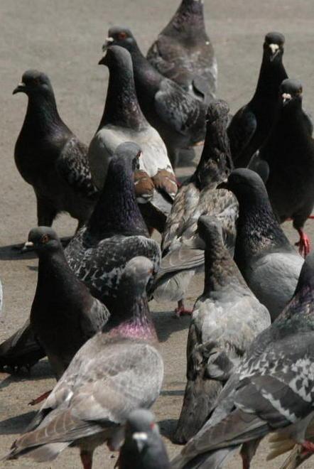 Guerra ai piccioni: le pillole non bastano si torna alle reti 