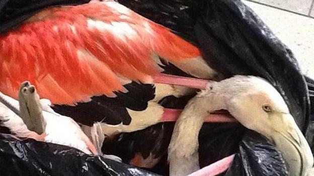 Cabras, nella laguna strage di fenicotteri: uccisi 4 esemplari 