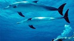 Aree marine protette Comunità del Parco incontra Sammuri
