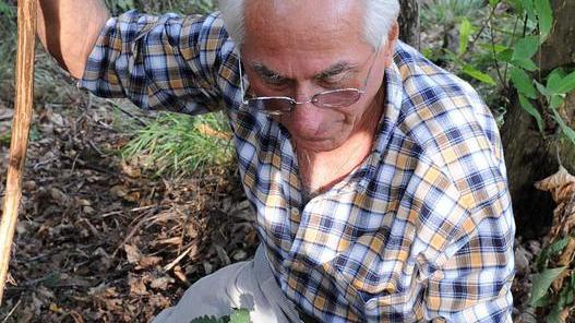 Intossicazione da funghi Due famiglie all’ospedale