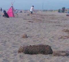 S’abbronzano vicino al cane morto 