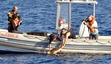 Torna in mare una tartaruga curata all’acquario di Livorno 