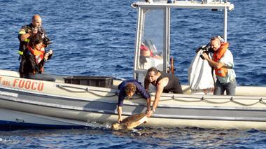 Torna in mare una tartaruga curata all’acquario di Livorno