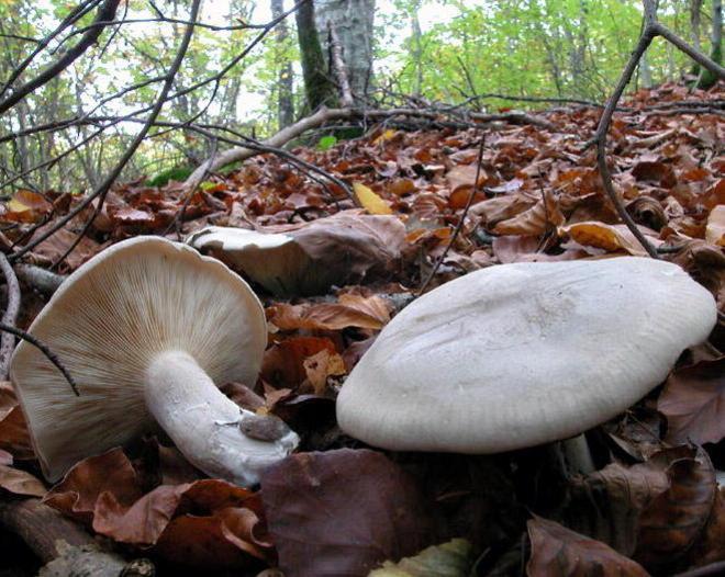 Una cade, l’altra si perde: soccorse due cercatrici di funghi 