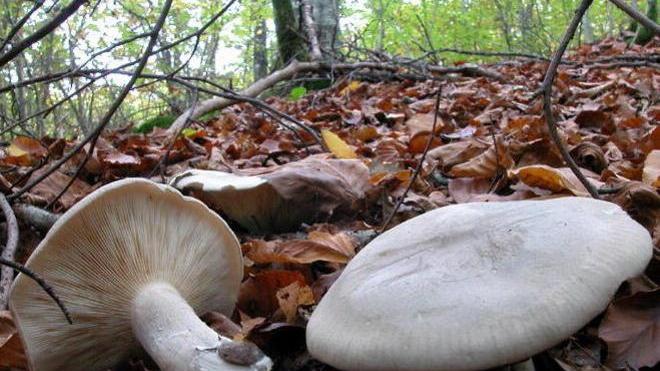 Una cade, l’altra si perde: soccorse due cercatrici di funghi
