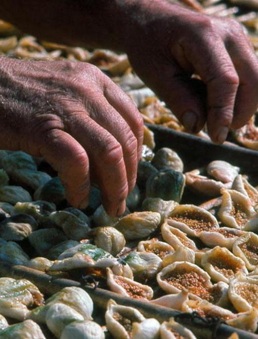 Pochi (ma buoni) i fichi di Carmignano 