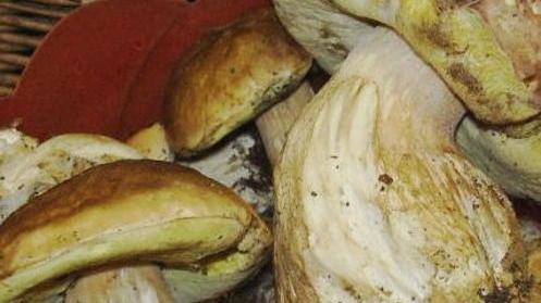 Intossicati dai funghi, 14 al pronto soccorso
