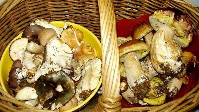 Funghi, «attenti ai falsi esperti»