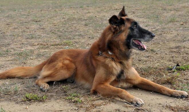 L’Aeronautica Militare dà un cane in adozione 