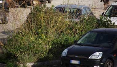 Siamo in via dell’Ecologia, ma il degrado regna sovrano 