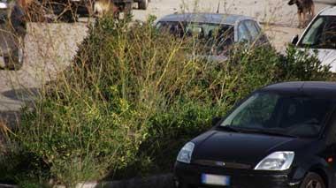 Siamo in via dell’Ecologia, ma il degrado regna sovrano