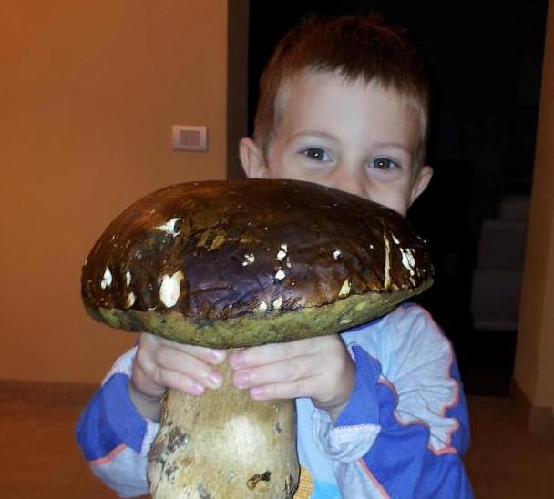 A Roccastrada un porcino da 1,3 kg